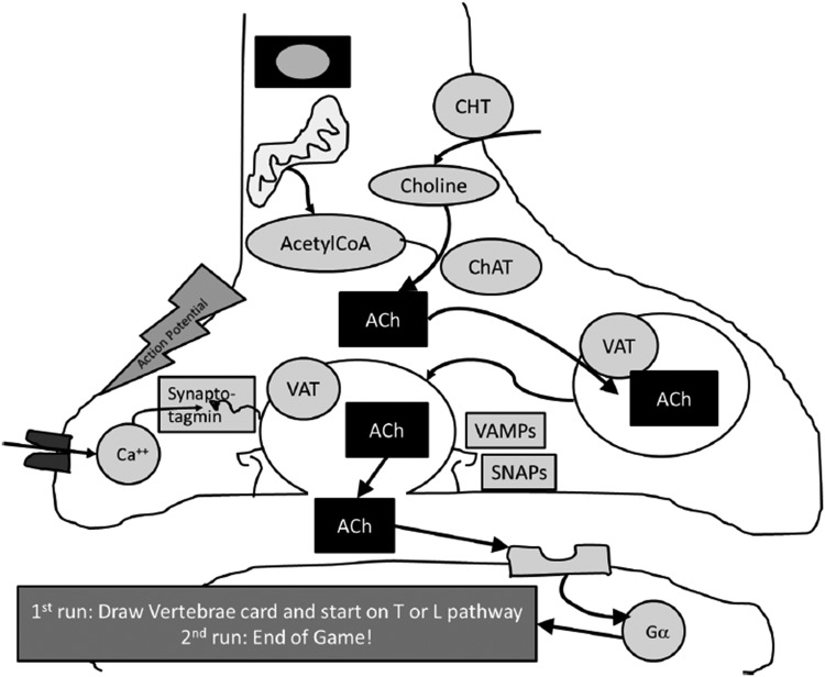 Figure 1B.