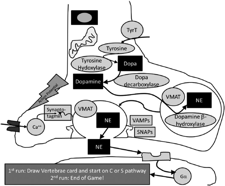 Figure 1C.