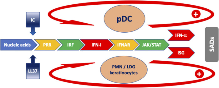 FIGURE 1