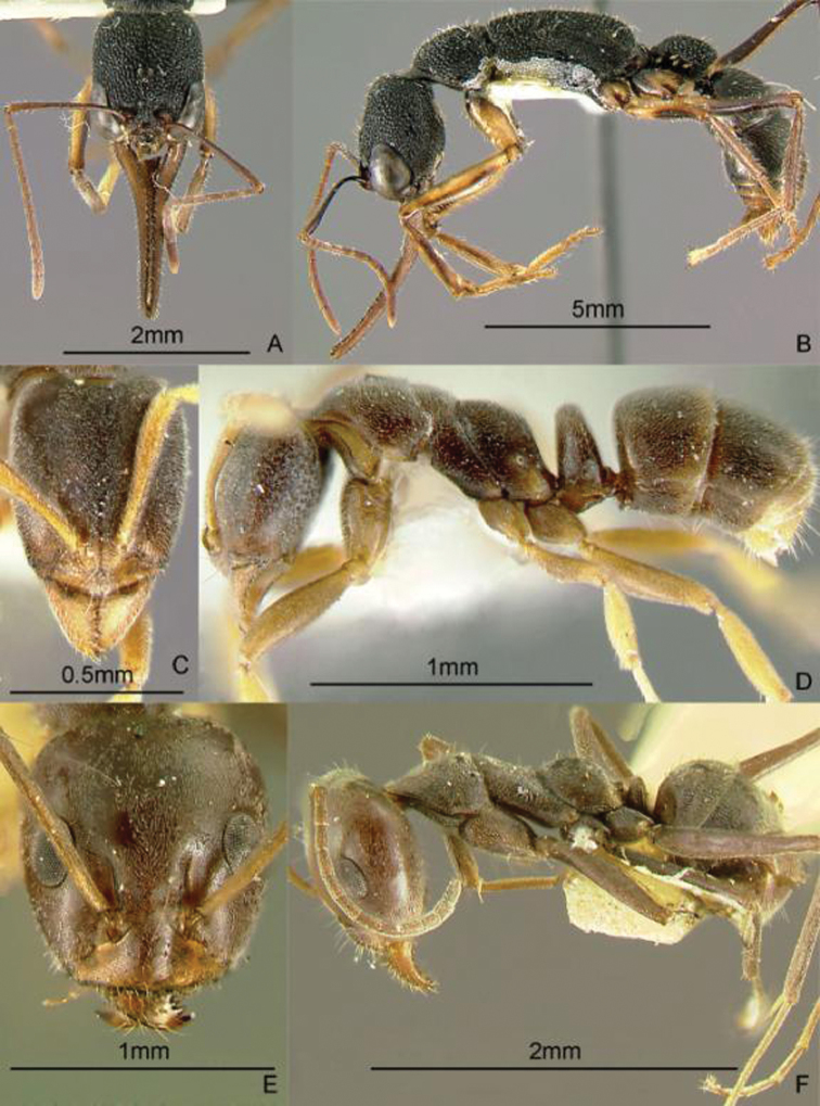 Figure 19.