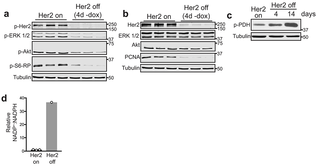 Extended Data Fig. 1