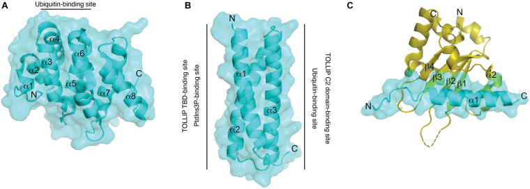 FIGURE 3