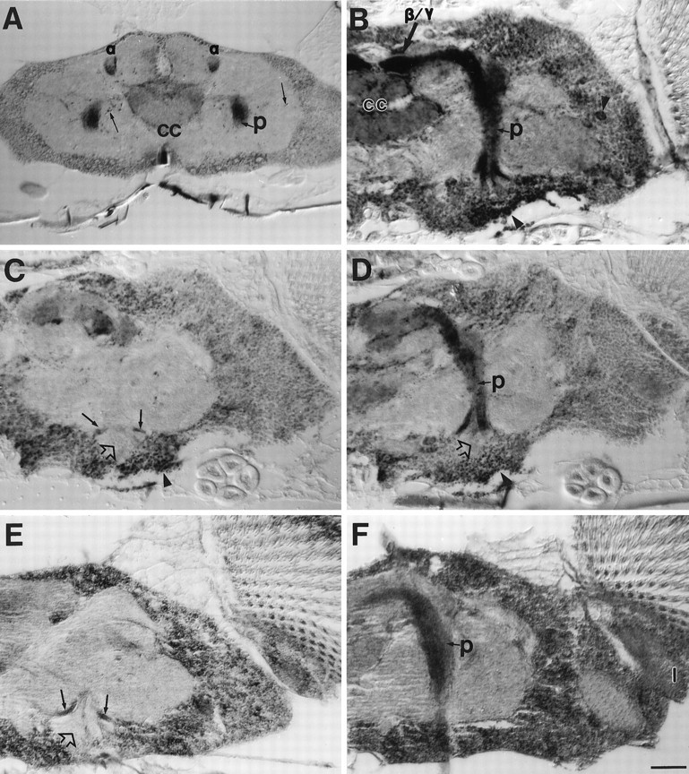 Fig. 8.