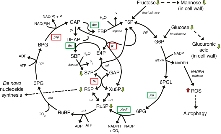 Fig. 8.