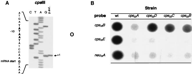 FIG. 5