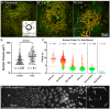 Figure 1.
<b>
Wounding affects the cell-cycle and ploidy in the
<i>Drosophila </i>
pupal notum
</b>
