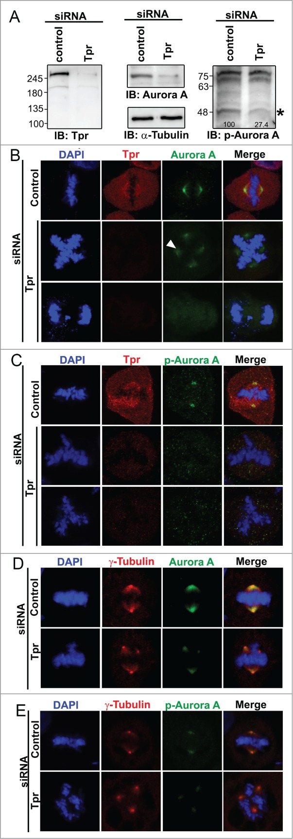 Figure 3 (See previous page).