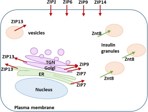 Fig. 6