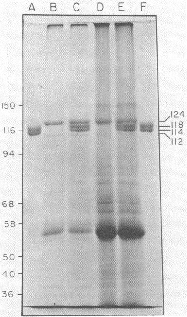 graphic file with name pnas00456-0159-a.jpg