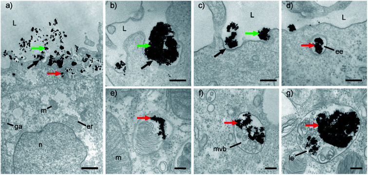 Fig. 6