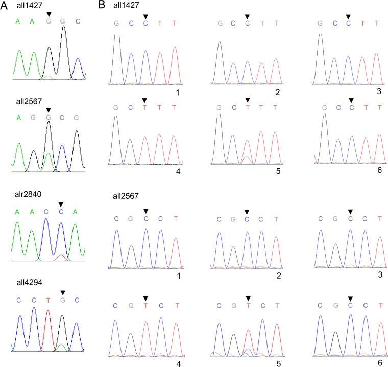 FIG 1