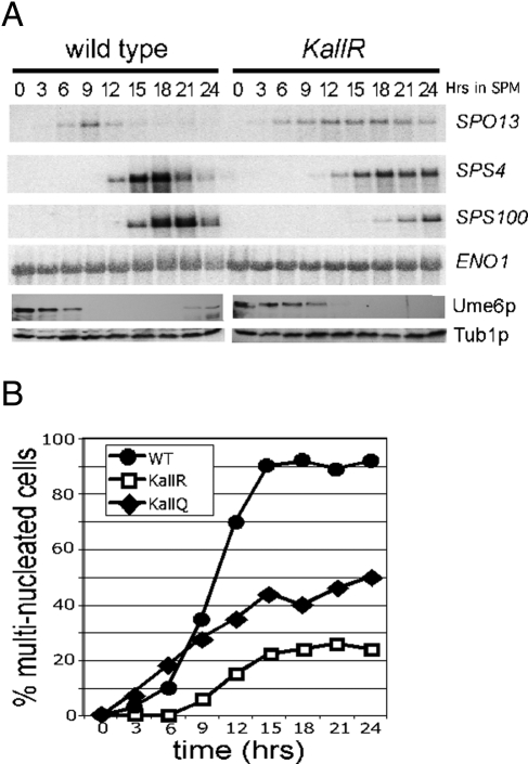 FIGURE 6: