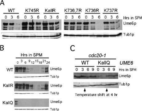 FIGURE 5: