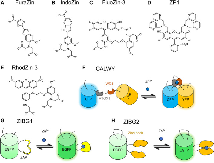 FIGURE 4