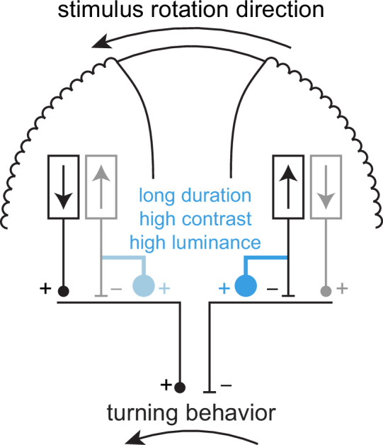 Figure 6—figure supplement 2.