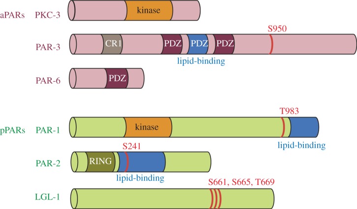 Figure 2.