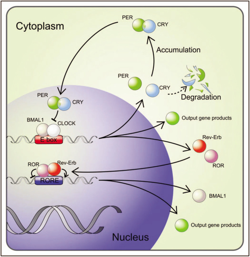 FIGURE 1