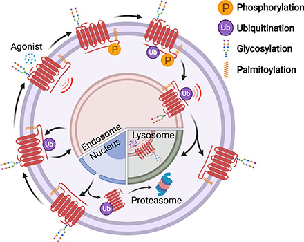 graphic file with name pharmrev.120.000082absf1.jpg