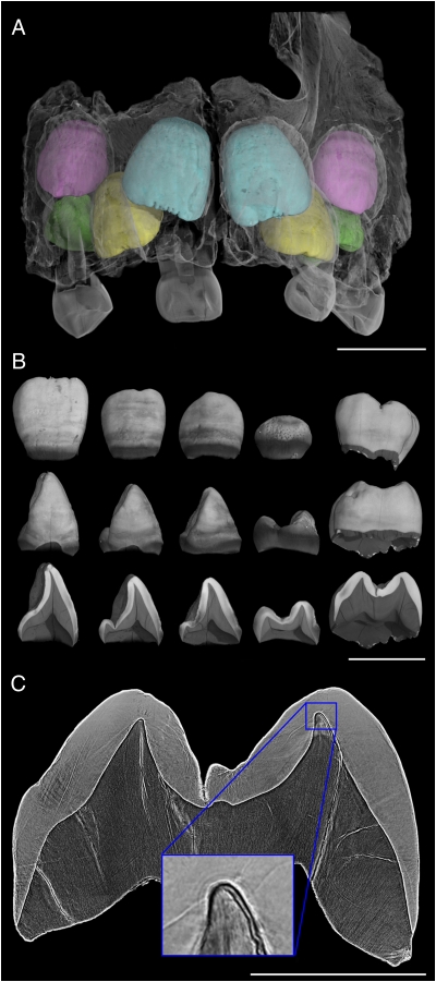 Fig. 1.