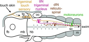 Figure 13