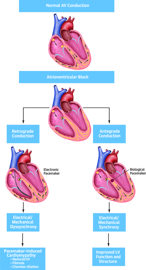 Central Illustration: