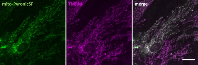 Figure 2—figure supplement 2.