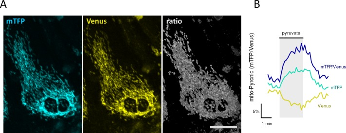 Figure 3—figure supplement 1.