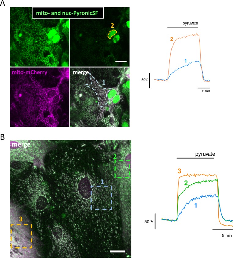 Figure 2—figure supplement 3.