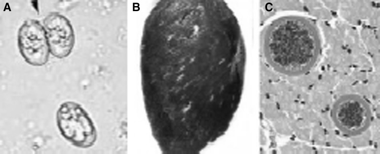 Fig. 6