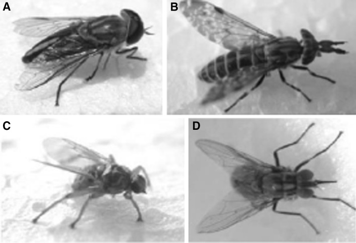 Fig. 8