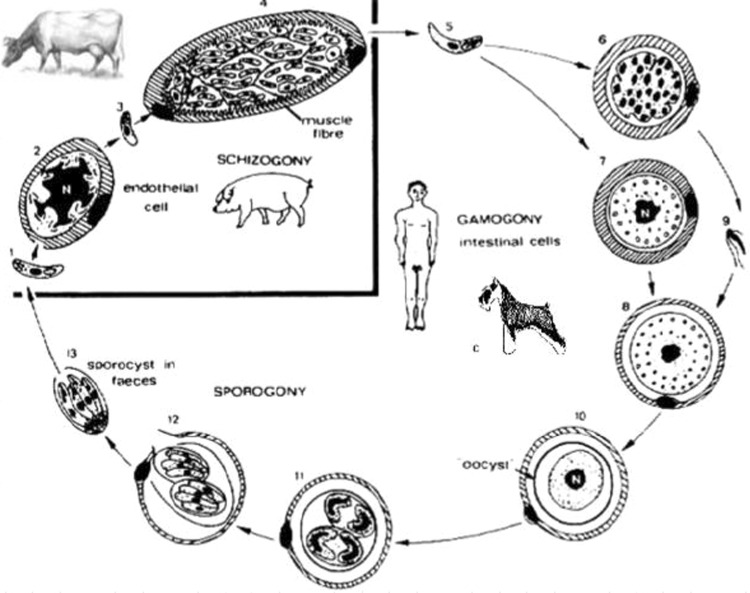 Fig. 5