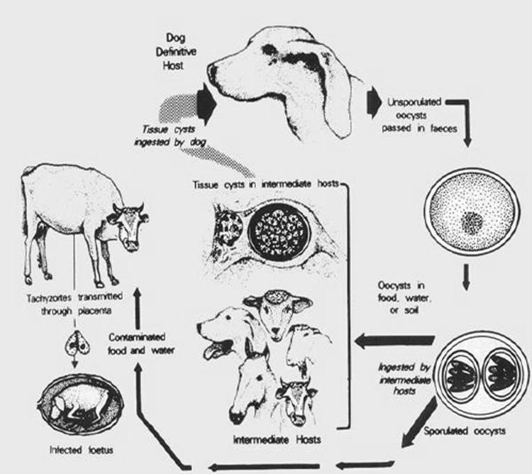 Fig. 3