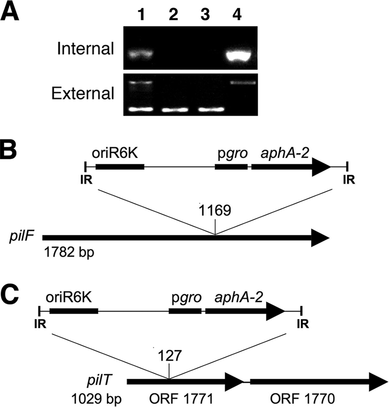 FIG. 2.