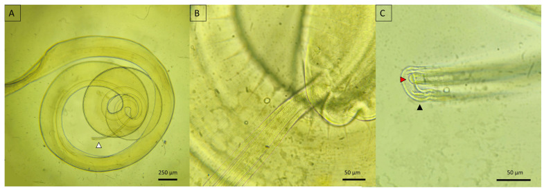 Figure 10