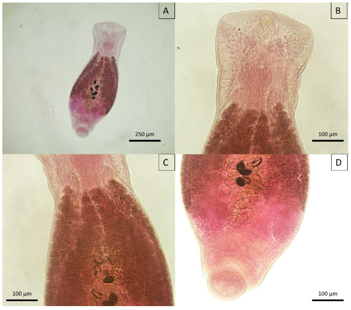 Figure 12