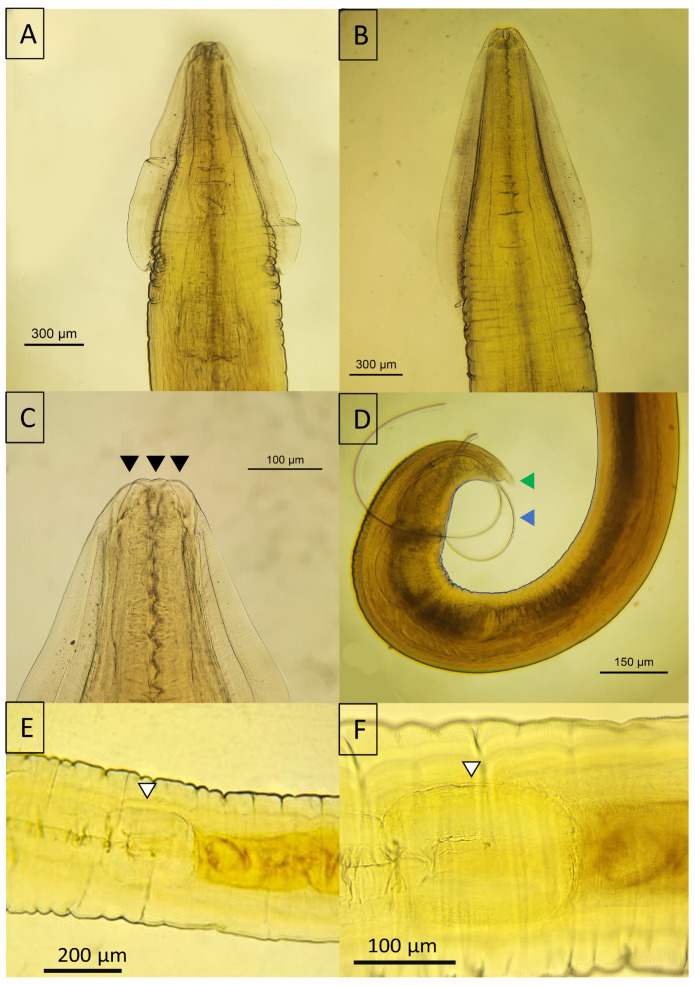 Figure 7