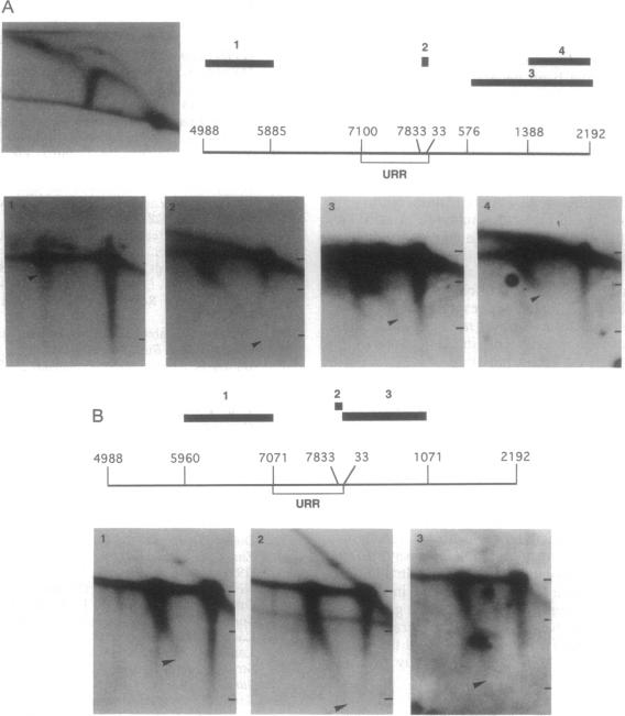 graphic file with name pnas01137-0637-a.jpg