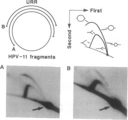 graphic file with name pnas01137-0636-a.jpg