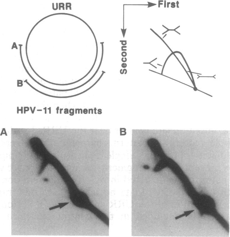 graphic file with name pnas01137-0636-b.jpg