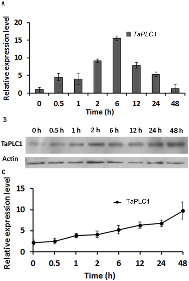 Figure 6