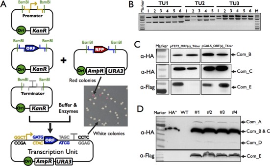 Figure 3.