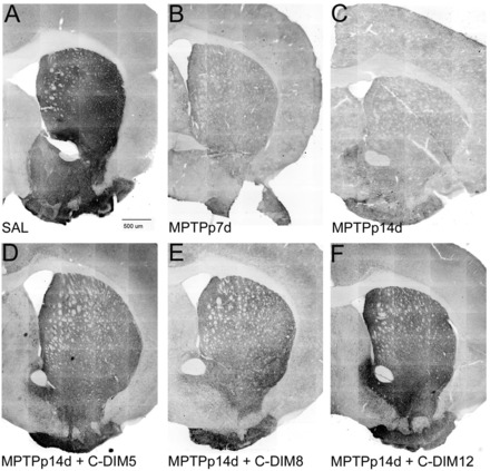 Fig. 8.