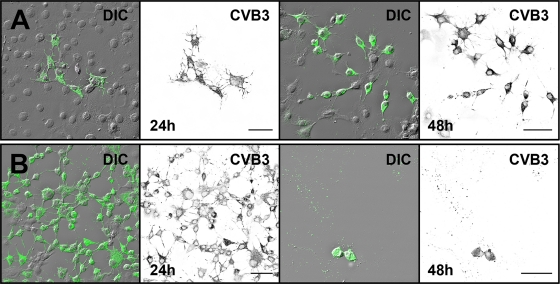 Fig. 9.