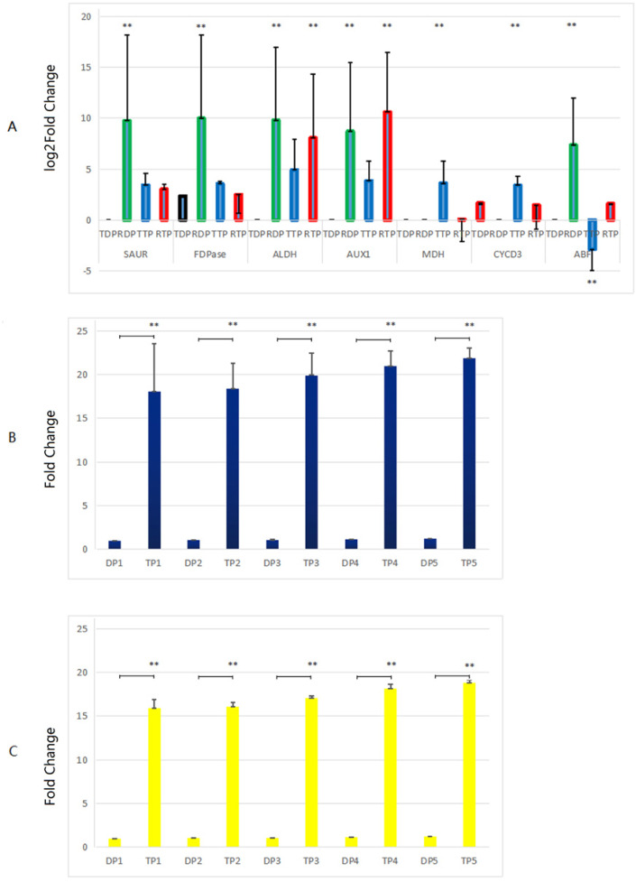 Figure 5