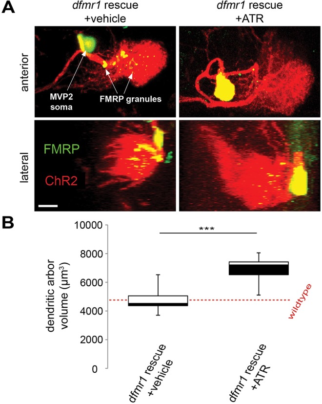 Fig. 7.