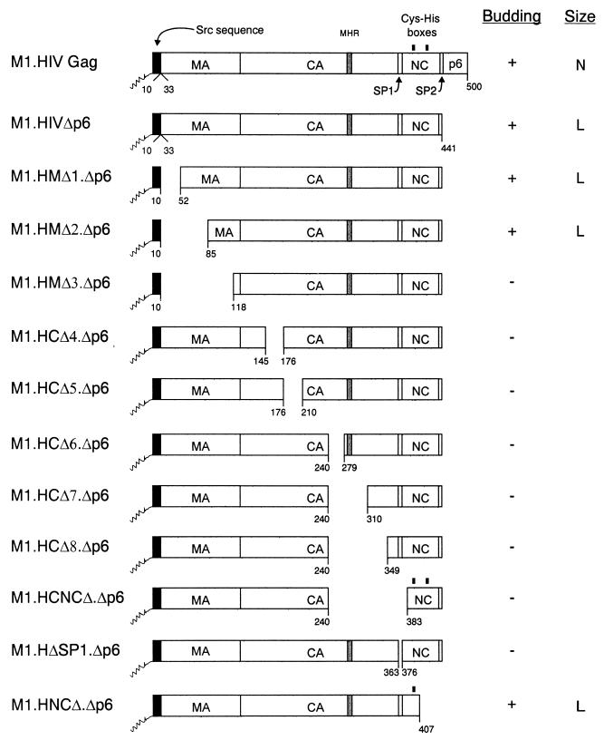 FIG. 1