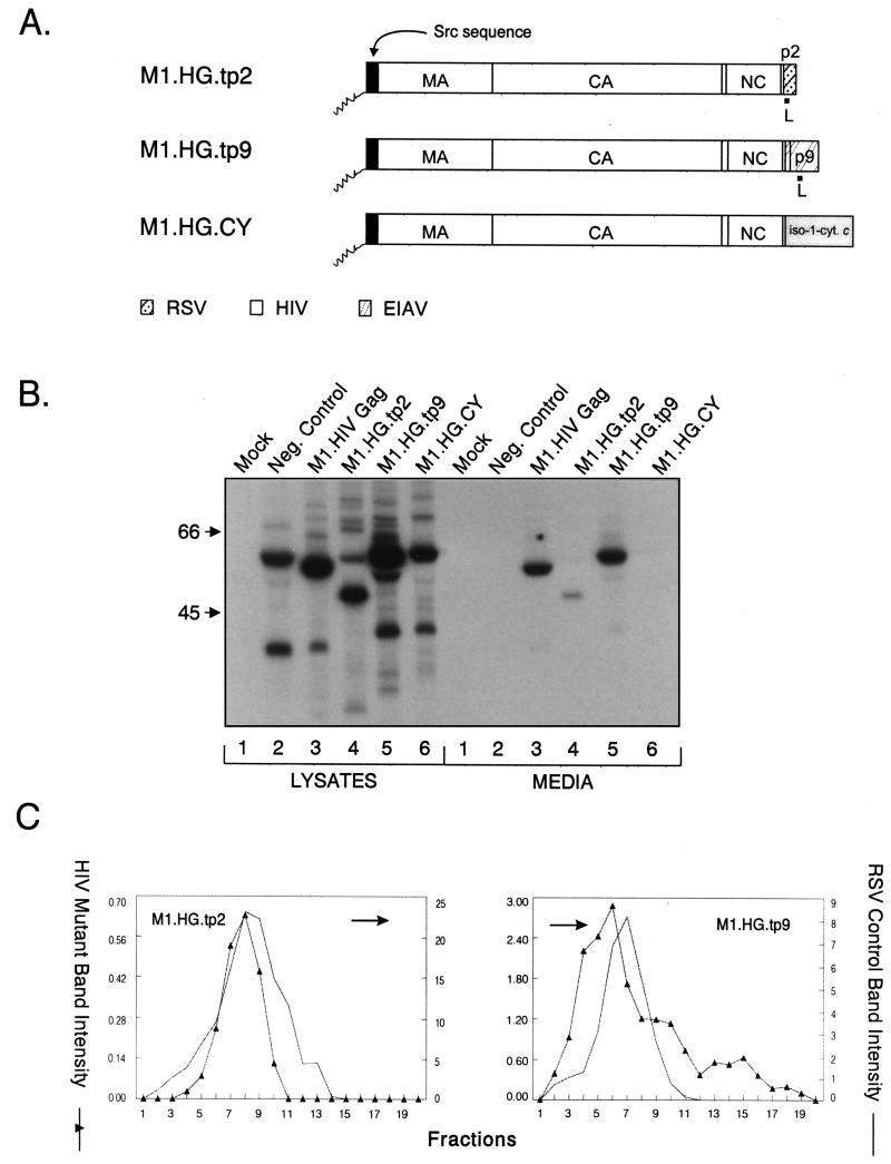 FIG. 3