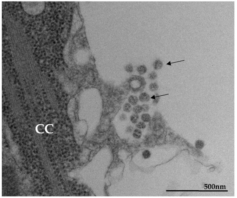 Figure 13