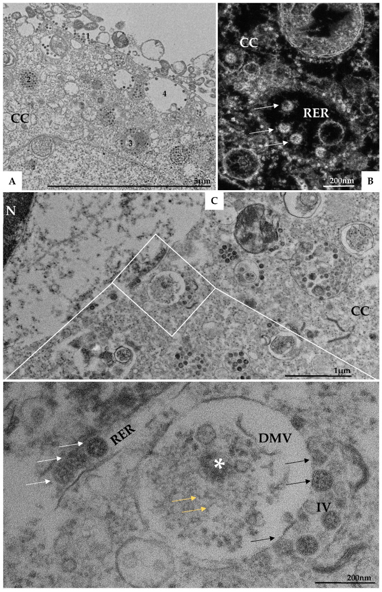 Figure 7