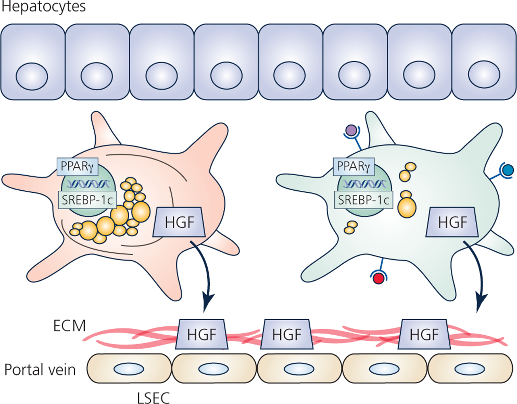 Figure 2 –